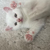 British Shorthair, Kedi  Prens fotoğrafı