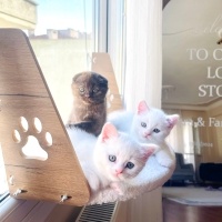 British Shorthair, Kedi  Prens fotoğrafı