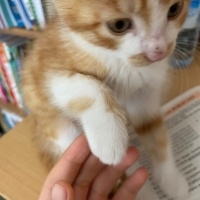 Sarman, Kedi  Tarçın fotoğrafı