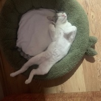 Tekir Kedi, Kedi  Balım fotoğrafı