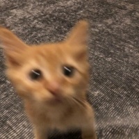 Maine Coon, Kedi  bitter fotoğrafı