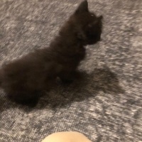 Maine Coon, Kedi  bitter fotoğrafı