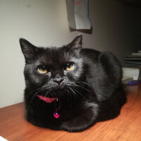 Scottish Fold, Kedi  GG fotoğrafı