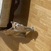 Sarman, Kedi  Börek fotoğrafı