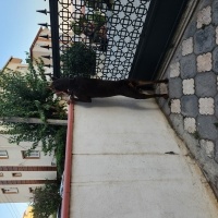 Doberman Pinscher, Köpek  Oscar fotoğrafı