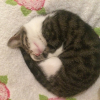 Tekir Kedi, Kedi  Mocha  fotoğrafı