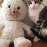 Tekir Kedi, Kedi  Mocha  fotoğrafı