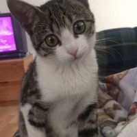 Tekir Kedi, Kedi  Mocha  fotoğrafı