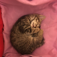 Tekir Kedi, Kedi  arya fotoğrafı