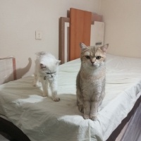 British Shorthair, Kedi  Karamel ve Vanilya fotoğrafı