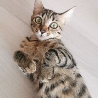 Tekir Kedi, Kedi  Boncuk fotoğrafı