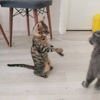 Tekir Kedi, Kedi  Boncuk fotoğrafı