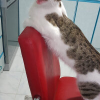 Tekir Kedi, Kedi  Çakıl fotoğrafı