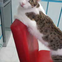 Tekir Kedi, Kedi  Çakıl fotoğrafı