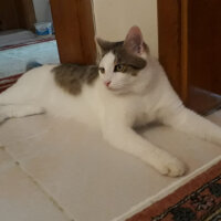 Tekir Kedi, Kedi  Çakıl fotoğrafı