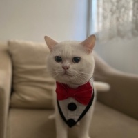 British Shorthair, Kedi  Pamuk fotoğrafı