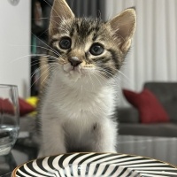 Tekir Kedi, Kedi  Minnie fotoğrafı