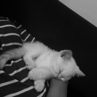 British Shorthair, Kedi  Tarçın fotoğrafı