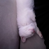 British Shorthair, Kedi  Tarçın fotoğrafı