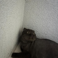 British Shorthair, Kedi  Toprak fotoğrafı