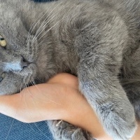 British Shorthair, Kedi  Duman fotoğrafı