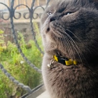 British Shorthair, Kedi  Duman fotoğrafı