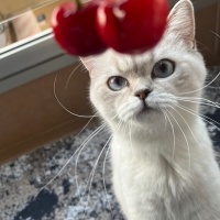 British Shorthair, Kedi  Nala fotoğrafı