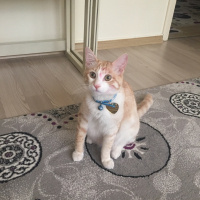 Tekir Kedi, Kedi  Minnoş fotoğrafı