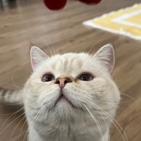 British Shorthair, Kedi  Obiwan fotoğrafı