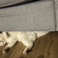 British Shorthair, Kedi  Obiwan fotoğrafı