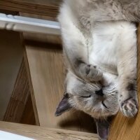 Scottish Fold, Kedi  Fıstık fotoğrafı