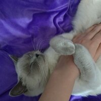 Scottish Fold, Kedi  Fıstık fotoğrafı