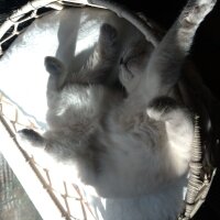 Scottish Fold, Kedi  Fıstık fotoğrafı