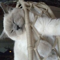 Scottish Fold, Kedi  Fıstık fotoğrafı