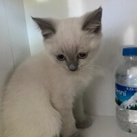 Scottish Fold, Kedi  Fıstık fotoğrafı