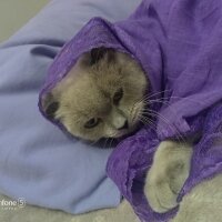 Scottish Fold, Kedi  Fıstık fotoğrafı