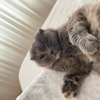 Scottish Fold, Kedi  Minnoş fotoğrafı