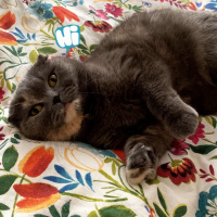 Scottish Fold, Kedi  Minnoş fotoğrafı