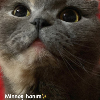 Scottish Fold, Kedi  Minnoş fotoğrafı