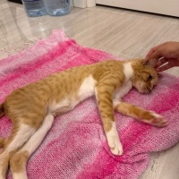 Sarman, Kedi  Balım fotoğrafı