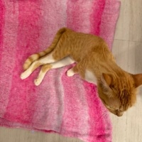 Sarman, Kedi  Balım fotoğrafı