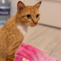 Sarman, Kedi  Balım fotoğrafı