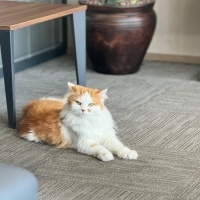 İran Kedisi (Persian), Kedi  PAMUK fotoğrafı