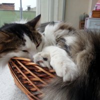 Tekir Kedi, Kedi  KAMİL fotoğrafı