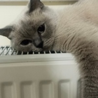 British Shorthair, Kedi  Koko fotoğrafı