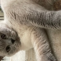 British Shorthair, Kedi  Koko fotoğrafı