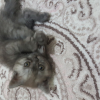 British Shorthair, Kedi  Duman fotoğrafı