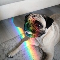 Pug, Köpek  Mişa fotoğrafı