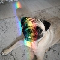 Pug, Köpek  Mişa fotoğrafı