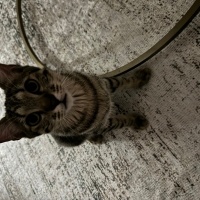 American Wirehair, Kedi  Fiko fotoğrafı